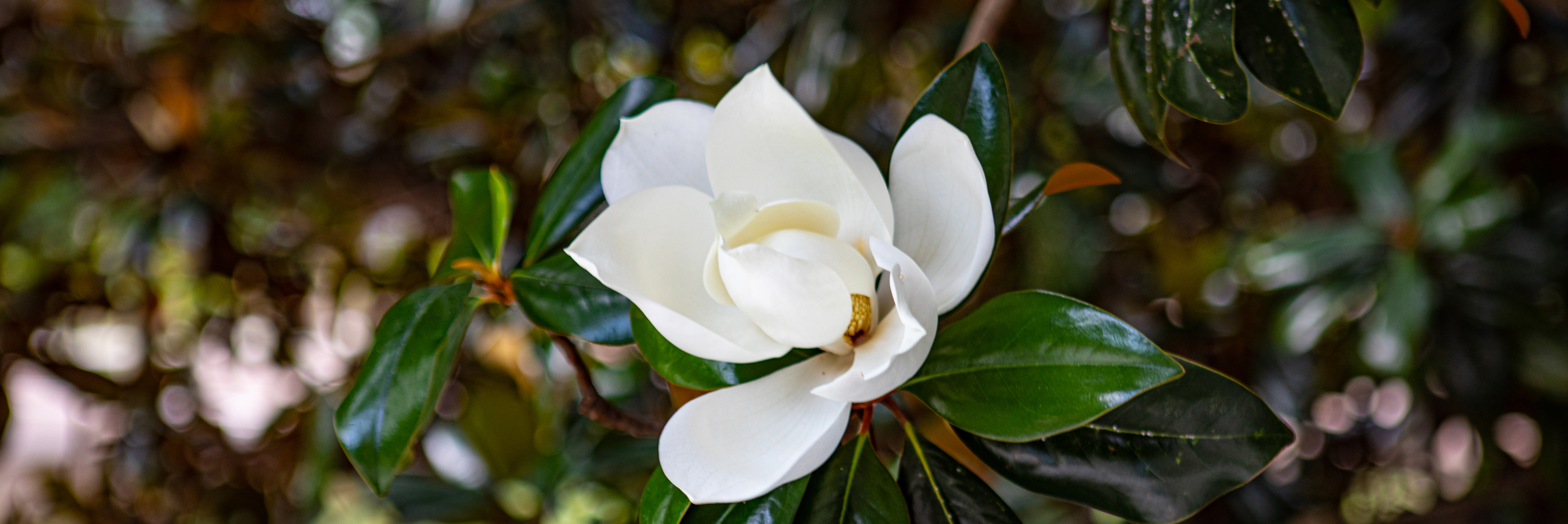 Magnolia